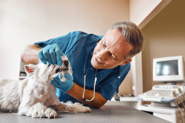 Best 24-Hour Emergency Dental Care in Harahan, LA